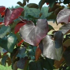 Merlot Redbud Tree -Plant Seed Store Merlot Redbud 3