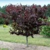 Merlot Redbud Tree -Plant Seed Store Merlot Redbud 600x600 dcb12f0f 23be 4d18 856c 0208116d3a6e