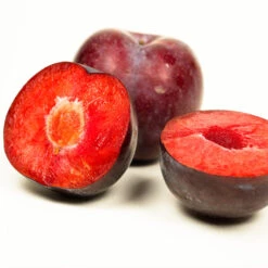 Methley Plum Tree 11 Methley Plum Tree -Plant Seed Store Methley Plum 3 6230ed7a 5c4e 4b03 88d0 ad8f75f62363