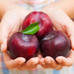 Methley Plum Tree 10 Methley Plum Tree -Plant Seed Store Methley Plum 4 4ec34c93 142f 4450 8af1 feb06f93c049