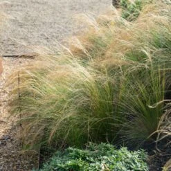 Mexican Feather Grass -Plant Seed Store Mexican Feather Grass 2 FGT