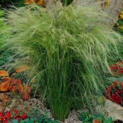 Mexican Feather Grass -Plant Seed Store Mexican Feather Grass 5
