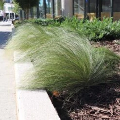 Mexican Feather Grass -Plant Seed Store Mexican Feather Grass 7 FGT