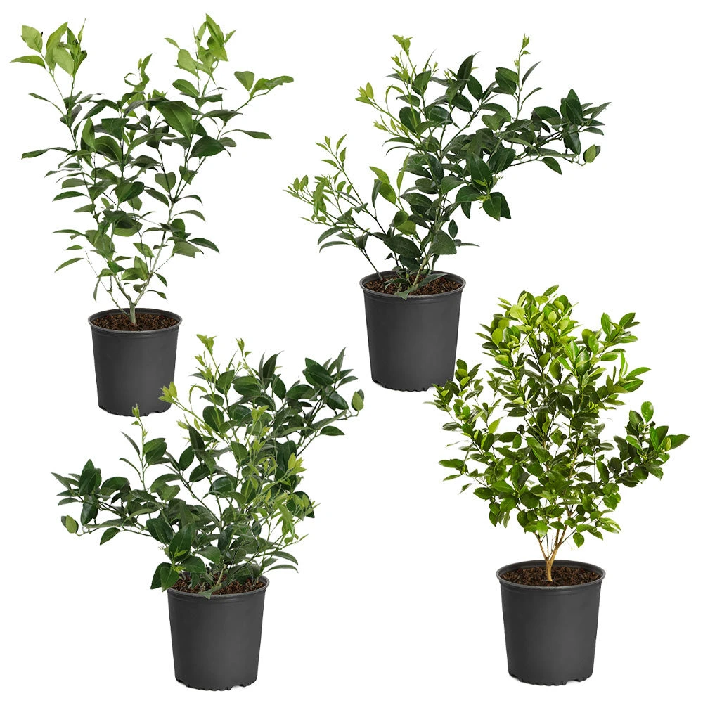 Citrus Bush Variety Kit 4 Citrus Bush Variety Kit - Image 2