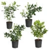 Citrus Bush Variety Kit -Plant Seed Store Meyer Key cal Per 1 2 bush 600x600 2c56cf88 a401 40e9 bd89 34f2eb3cd2b9