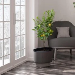 Meyer Lemon Tree - USDA Organic 13 Meyer Lemon Tree - USDA Organic -Plant Seed Store Meyer Lemon Tree 3 FGT b7562976 3142 4944 868e f1282fe437b5