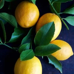 Meyer Lemon Tree - USDA Organic 14 Meyer Lemon Tree - USDA Organic -Plant Seed Store Meyer Lemon Tree 4 FGT 86c355b1 1806 432f bbab b2cdc2387094