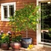 Meyer Lemon Tree - USDA Organic 2 Meyer Lemon Tree - USDA Organic -Plant Seed Store Meyer Lemon Tree FGT 600x600 d3c227e7 2abb 4f2f a843 d04afc7d9425