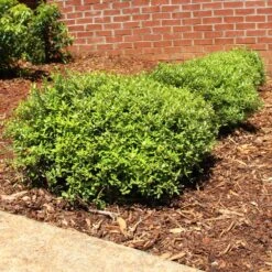 Micron® Holly Shrub -Plant Seed Store Micron Holly 3 FGT