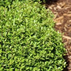 Micron® Holly Shrub -Plant Seed Store Micron Holly 4 FGT