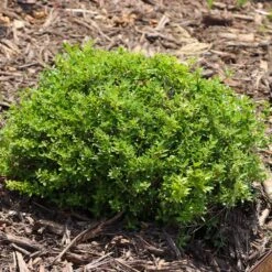 Micron® Holly Shrub -Plant Seed Store Micron Holly 8 FGT