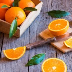 Midknight Valencia Orange -Plant Seed Store MidKnight Orange 3 FGT