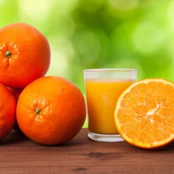 Midknight Valencia Orange -Plant Seed Store MidKnight Valencia Orange 3