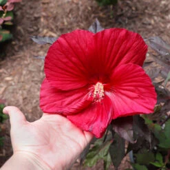 Midnight Marvel Hardy Hibiscus -Plant Seed Store Midnight Marvel Hibiscus 2