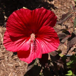 Midnight Marvel Hardy Hibiscus -Plant Seed Store Midnight Marvel Hibiscus 3