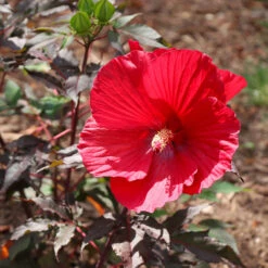 Midnight Marvel Hardy Hibiscus -Plant Seed Store Midnight Marvel Hibiscus 6