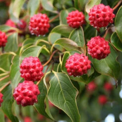 Milky Way Chinese Dogwood Tree 9 Milky Way Chinese Dogwood Tree -Plant Seed Store Milky Way Select 1