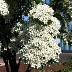 Milky Way Chinese Dogwood Tree 10 Milky Way Chinese Dogwood Tree -Plant Seed Store Milky Way Select 3