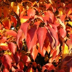 Milky Way Chinese Dogwood Tree 11 Milky Way Chinese Dogwood Tree -Plant Seed Store Milky Way Select 4