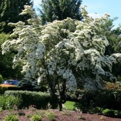 Milky Way Chinese Dogwood Tree