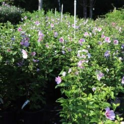 Minerva Rose Of Sharon Althea Shrub -Plant Seed Store Minerva Rose of Sharon 1