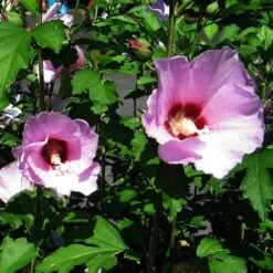 Minerva Rose Of Sharon Althea Shrub -Plant Seed Store Minerva Rose of Sharon 2