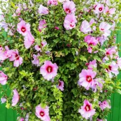 Minerva Rose Of Sharon Althea Shrub -Plant Seed Store Minerva Rose of Sharon 3