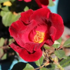 Miracle On The Hudson™ Rose -Plant Seed Store Miracle on the Hudson 1 FGT