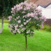 Miss Kim Lilac Tree -Plant Seed Store Miss Kim Lilac Tree 600x600 e29c1bbd 6af6 4f82 941d 9fca8a407767
