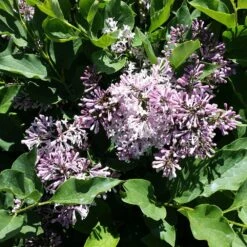 Miss Kim Lilac Shrub 7 Miss Kim Lilac Shrub -Plant Seed Store Miss Kim Lilac Shrub 2 821ba118 8565 4e1e af08 ae63c307ce53