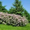 Miss Kim Lilac Shrub -Plant Seed Store Miss Kim Lilac Shrub 600x600 FGT
