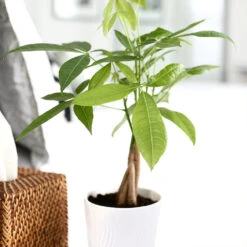 Money Tree In White Pot -Plant Seed Store Money Tree Green Circle LIV Pottery Pot 2