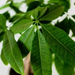 Money Tree In White Pot -Plant Seed Store Money Tree Green Circle LIV Pottery Pot 3