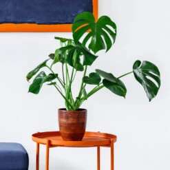 Monstera Deliciosa And Fiddle Leaf Fig Combo -Plant Seed Store Monstera delisiosa 1 BB