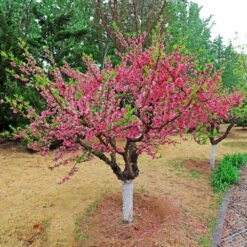 Multi-Peach Tree 7 Multi-Peach Tree -Plant Seed Store Multi fruit peach 2