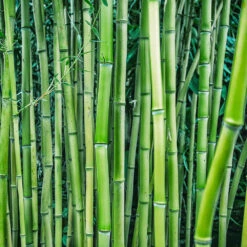 Multiplex Bamboo -Plant Seed Store Multi plex bamboo 3