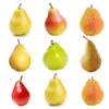 5-in-1 Pear Tree 1 5-in-1 Pear Tree -Plant Seed Store Multifruit Pear 600x600 671e4fd8 cb56 4795 9f54 6e16828a155c