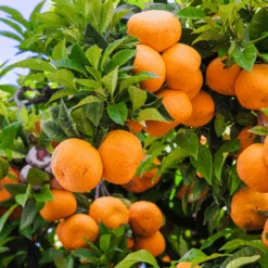 Murcott Honey Mandarin Tree -Plant Seed Store Murcott Honey Mandarin Tree 450 D1
