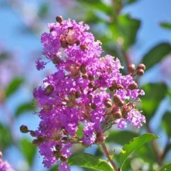 Muskogee Crape Myrtle Tree -Plant Seed Store Muskogee Crape Myrtle 5 FGT