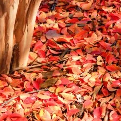 Muskogee Crape Myrtle Tree -Plant Seed Store Muskogee Crape Myrtle 6