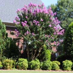 Muskogee Crape Myrtle Tree -Plant Seed Store Muskogee Crape Myrtle 7 FGT