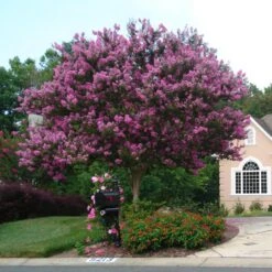Muskogee Crape Myrtle Tree -Plant Seed Store Muskogee Crape Myrtle single trunk