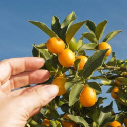 Nagami Kumquat Tree 10 Nagami Kumquat Tree -Plant Seed Store Nagami Kumquat 1 FGT 53154ba8 d115 4c13 bdd7 2e152c12e263