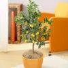 Nagami Kumquat Tree 1 Nagami Kumquat Tree -Plant Seed Store Nagami Kumquat FGT 600x600 b6a6cf15 c18f 474b bd69 34a2bc9e43b5