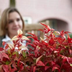 Fire Power Nandina Shrub -Plant Seed Store Nandina Firepower 1