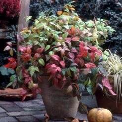 Fire Power Nandina Shrub -Plant Seed Store Nandina Firepower 2