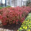Fire Power Nandina Shrub 2 Fire Power Nandina Shrub -Plant Seed Store Nandina Firepower FGT 600x600 1cb8a9da 1064 4337 8dde 369891757fd3