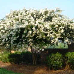 Natchez Crape Myrtle Tree -Plant Seed Store Natchez Crape Myrtle 1 FGT