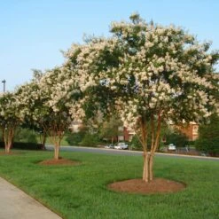 Natchez Crape Myrtle Tree -Plant Seed Store Natchez Crape Myrtle 8 FGT
