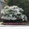 Natchez Crape Myrtle Tree -Plant Seed Store Natchez Crape Myrtle FGT 600x600 d087d99b b9f0 4360 8670 b4c136227b99